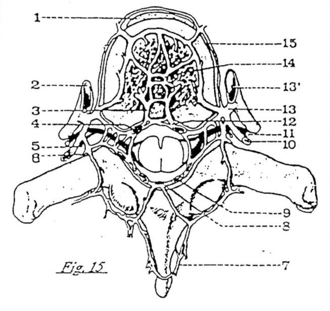 1. Legamento longitudinale anteriore 2. Vena emi-azigos inferiore 3. Tronco basi-vertebrale (vena irradiata) 4. Vena longitudinale anteriore 5. Branca posteriore del nervo intercostale 6.