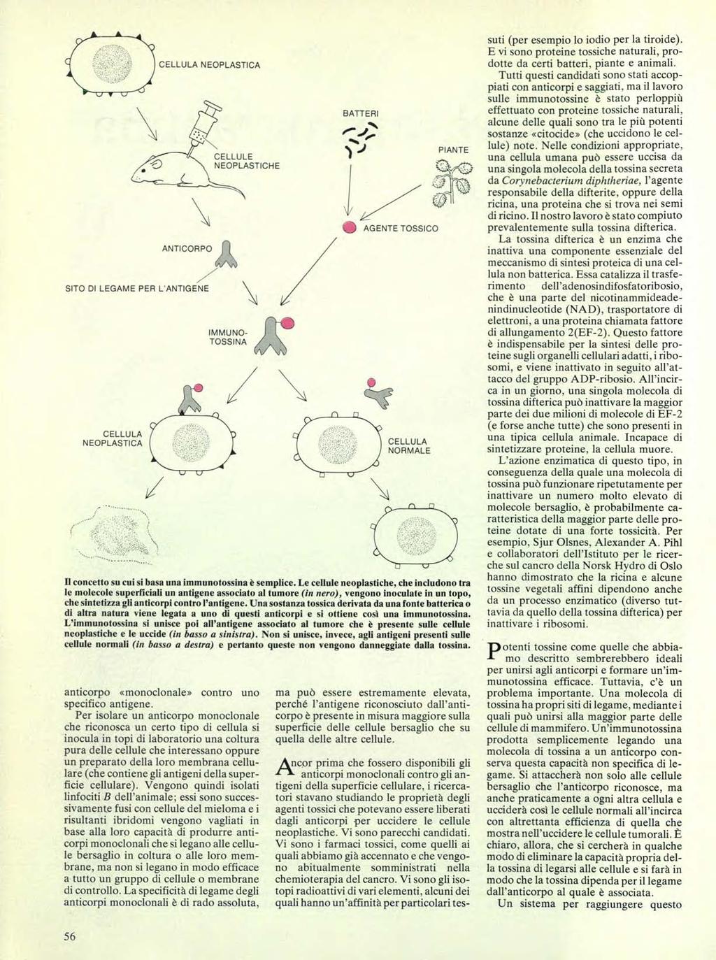 CELLULA NEOPLASTICA N ANTICORPO 441 SITO DI LEGAME PER L'ANTIGENE CELLULA NEOPLASTICA CELLULE NEOPLASTICHE IMMUNO- TOSSINA 2:\l" BATTERI AGENTE TOSSICO CELLULA NORMALE PIANTE Il concetto su cui si