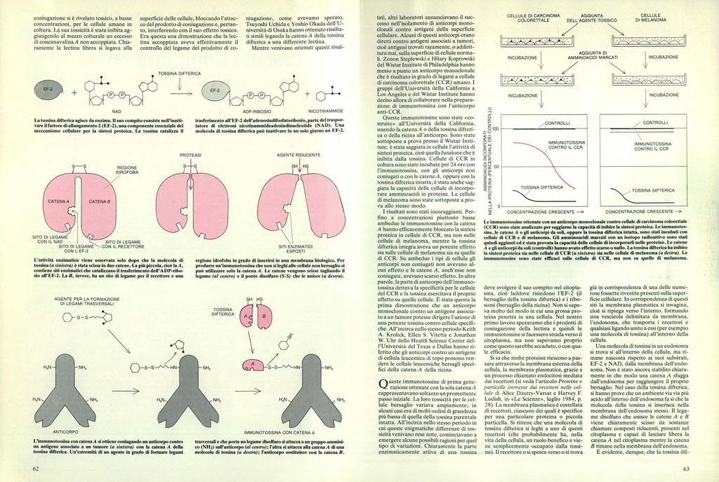 coniugazione si è rivelato tossico, a basse concentrazioni, per le cellule umane in coltura.