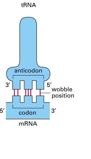 Appaiamento codon-anticodon ipotesi della oscillazione I base