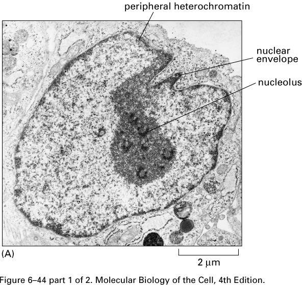 Ribosome Assembly: takes place largely in a