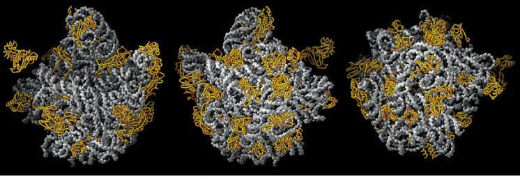 Ribosomal Proteins decorate the surface of the ribosome The ribosomal proteins are important for maintaining the stability and integrity of the ribosome, but NOT for catalysis ie.