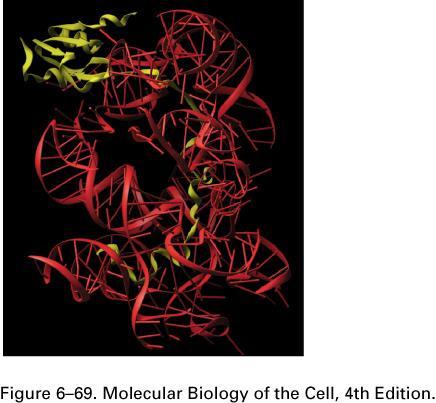 Ribosomal proteins often have extensions that snake into the core of the rrna structure Crystal structure of L19 D. L. Nelson, M.