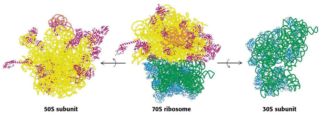 The large and small subunits come together to form the ribosome Mitochondrial or Prokaryotic Eukaryotic 60S subunit 80S ribosome 40S subunit rosso e blu: