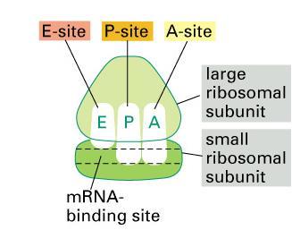 Three trna binding sites: A site = amino-acyl trna binding site P site = peptidyltrna binding site E site = exit