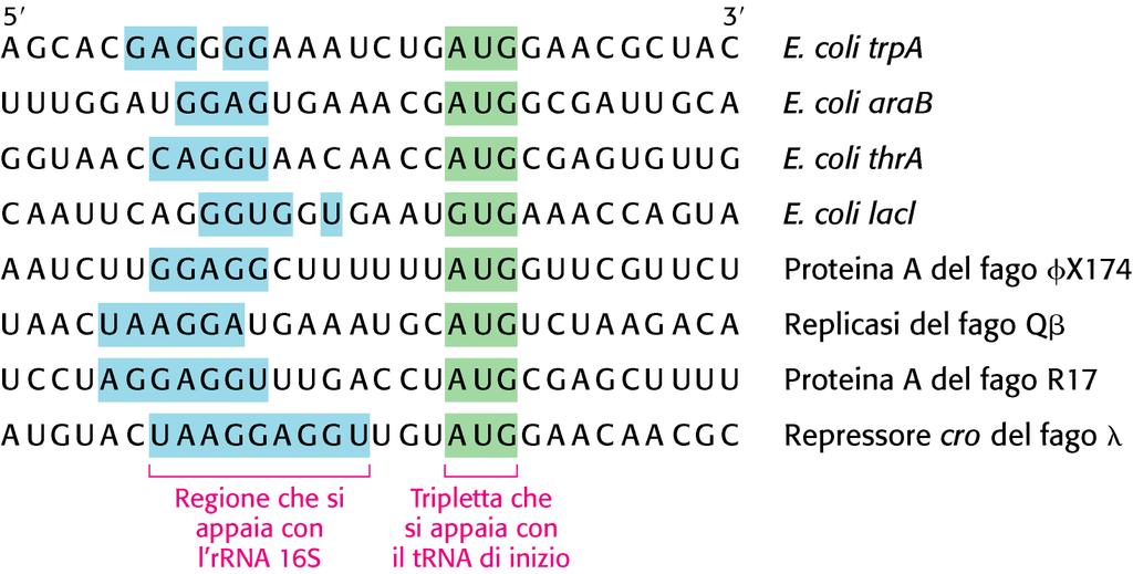 Sequenze segnali di inizio per la sintesi proteica nei
