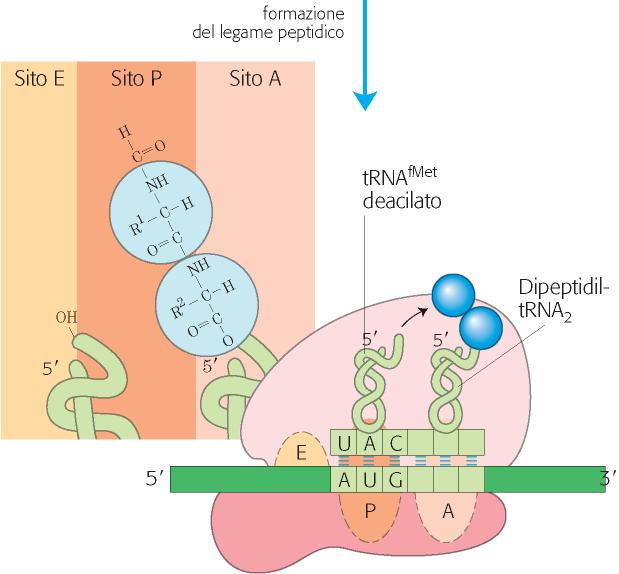 principi di Biochimica