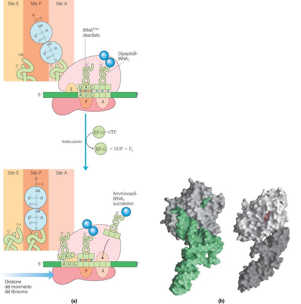 Fase di traslocazione EF-Tu-tRNA EFG-GDP trna (verde) Nelson