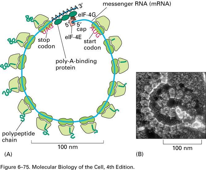 Messenger RNAs are translated on polyribosomes D. L. Nelson, M.