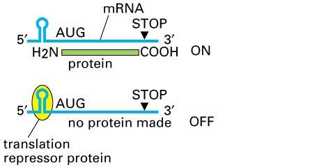 CONTROL OF TRANSLATION Protein synthesis is