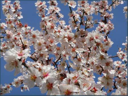 MARZO Ferma, immobile, osservo la vita che torna a scorrere, godendo dell armonia dei suoni di questa primavera che si risveglia. Chiara D Amato E finalmente il sole torna a splendere.