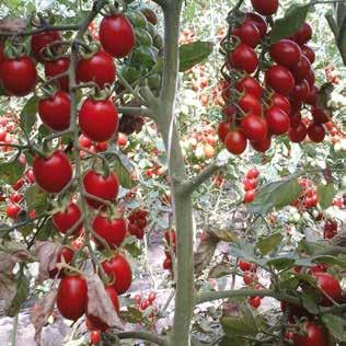specialità pomodoro indeterminato bilia Datterino extra dolce dalla straordinaria produzione Ideale anche per raccolta a grappolo Bacca di colore rosso intenso dal
