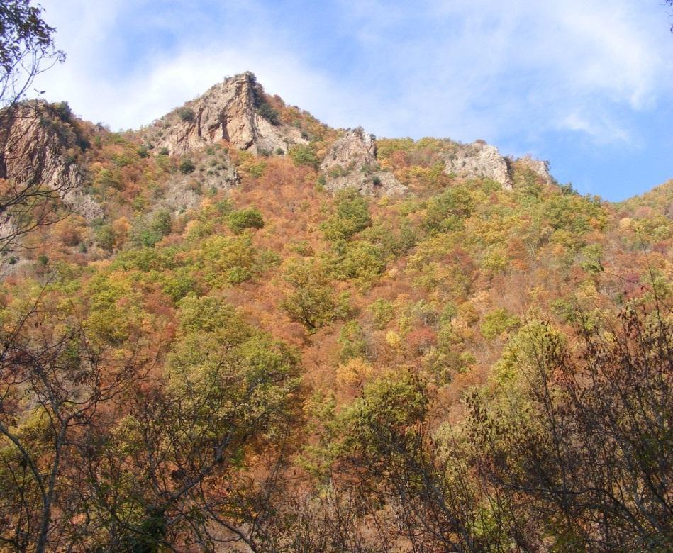 Acquafredda di Maratea 91 80: Foreste di