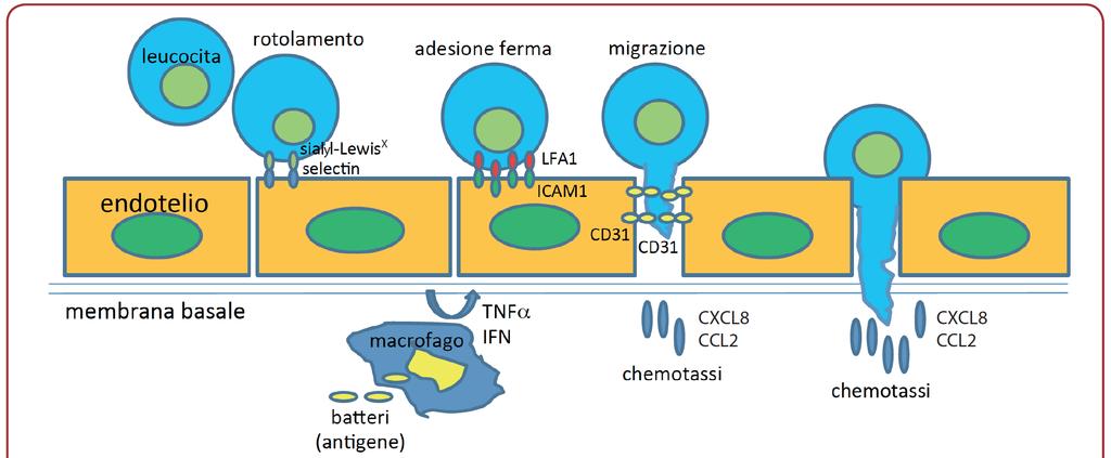 Migrazione - L infezione porta alla produzione di chemochine e citochine infiammatorie che attraggono i neutrofili e permettono all endotelio dei vasi di legarli facendo