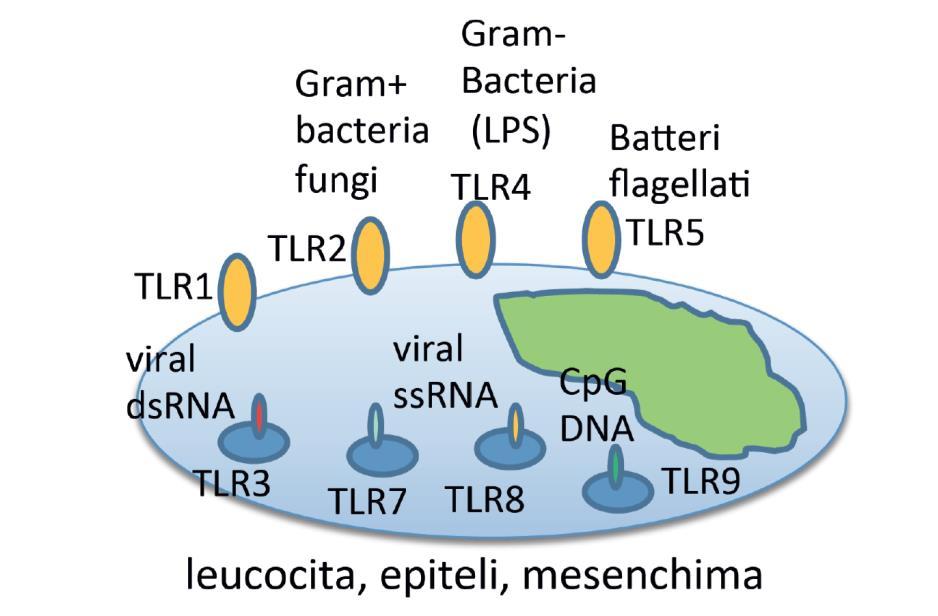 Riconoscimento dei patogeni e Fagocitosi - Giunti nel