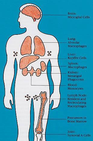 Microglia Polmone Macrofagi alveolari Fegato Kupffer Milza Macrofagi Rene