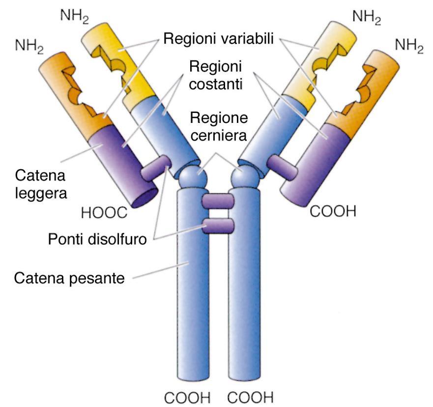 Anticorpi Prodotti dalle plasmacellulle Presentano due catene pesanti e due catene leggere La regione variabile (formata da ambedue le catene) riconosce l antigene mentre la regione la