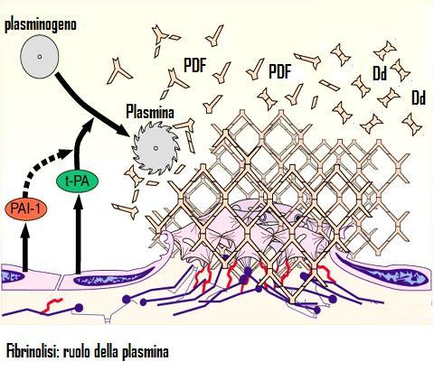 Rimozione del coagulo: Fibrinolisi Una volta riparato il vaso, le cellule endoteliali rilasciano l attivatore del plasminogeno, che trasformano il