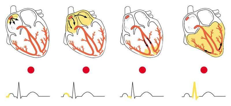 La stimolazione del muscolo cardiaco si origina al suo interno Se mantenuto in una soluzione nutritiva ossigenata il cuore di un vertebrato continua a battere anche fuori dal corpo Una regione