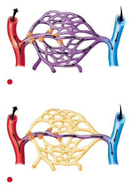 La muscolatura liscia controlla la distribuzione del sangue verso i distretti corporei, in base alle loro esigenze metaboliche I muscoli lisci dei vasi possono contrarsi o rilassarsi, ostacolando o