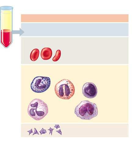 Composizione del sangue Componenti Acqua Ioni inorganici: Sodio Potassio Calcio Magnesio Cloruro Bicarbonato Plasma (55%) Principali funzioni Solvente per diluire le