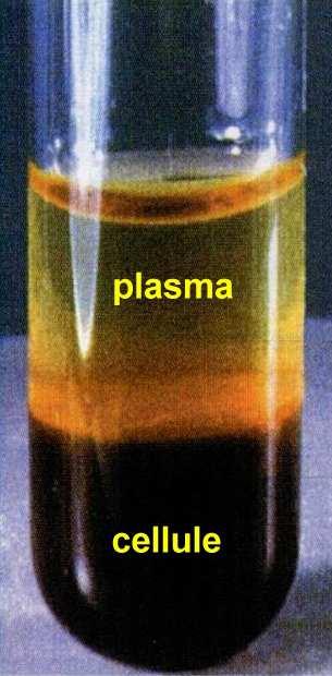 trasportate dal sangue: Sostanze nutritive Prodotti di rifiuto del metabolismo Gas respiratori (O 2 eco 2 ) Ormoni Piastrine Neutrofili 250 000 400 000 Monociti