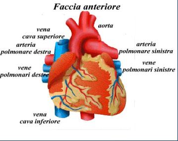 Il CUORE è un organo muscolare cavo, dotato di un tipo di muscolatura particolare, situato nel