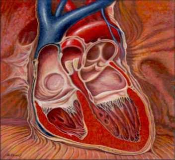 -Le due cavità inferiori sono rappresentate: dal ventricolo destro e dal ventricolo