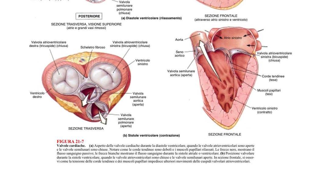 a sinistra e tricuspide a destra, che si aprono nei ventricoli.