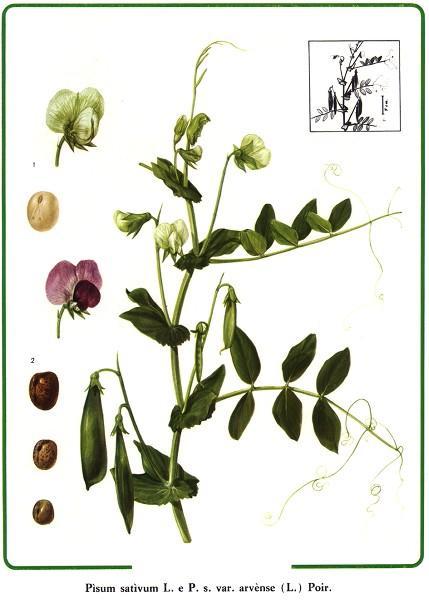 La Genetica Con la fecondazione artificiale Mendel selezionò piante di razza pura per alcuni caratteri.