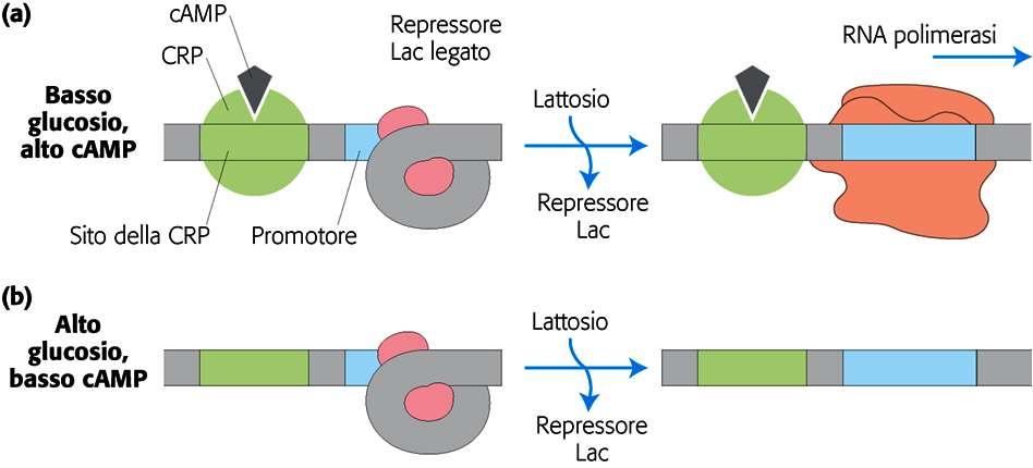 Regolazione dell operone del lattosio (4) Effetti combinati del glucosio e del lattosio sull espressione dell operone lac CRP e camp sono