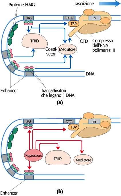 Regolazione dell espressione genica negli eucarioti (1) La trascrizione è accompagnata da un rimodellamento della cromatina Siti ipersensibili alle nucleasi con scarsità di nucleosomi (pochi istoni e