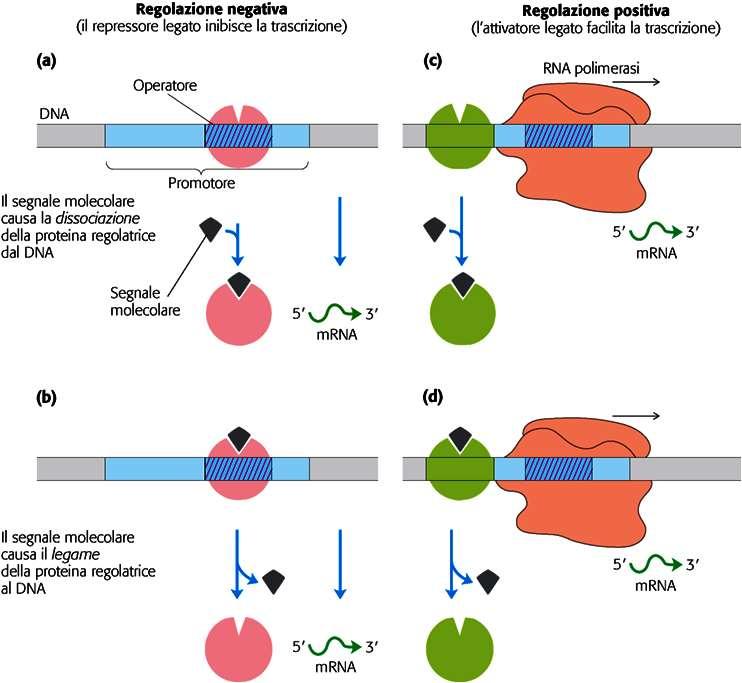 I geni regolatori nei procarioti L interazione degli operatori con il DNA è regolata da effettori, in genere piccole molecole, che