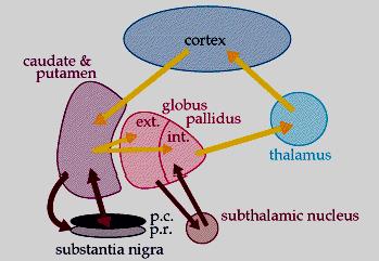 .... alla ricerca di comuni meccanismi patogenetici.