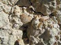 Col tempo il peso dei materiali depositatisi sui fondali marini, per spessori anche di centinaia di metri, ha consolidato questi sedimenti ricchi di gusci e li ha trasformati in roccia (litogenesi).