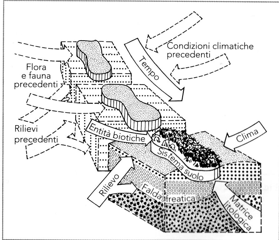 I fattori della formazione del suolo I fattori della formazione del suolo (V. Dokuchaev, 1883; H.