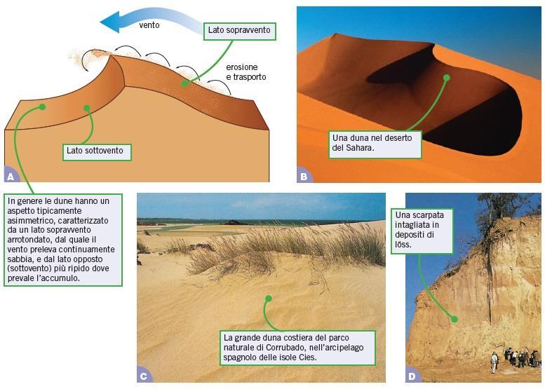 L azione erosiva del vento è dovuta alle particelle di sabbia trasportate che