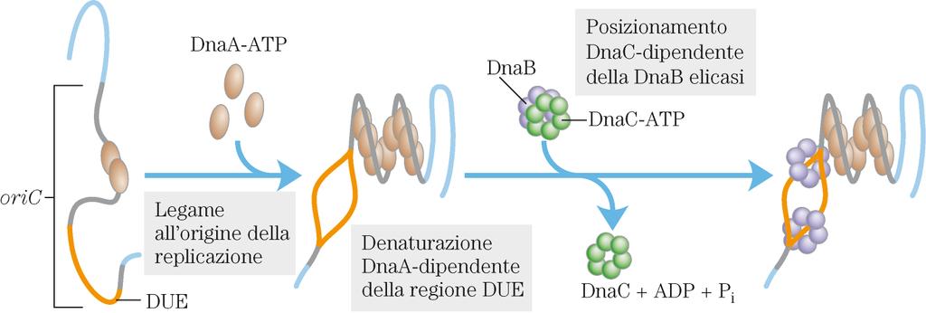 INIZIO DELLA REPLICAZIONE A LIVELLO DELLA oric DnaA DnaB elicasi