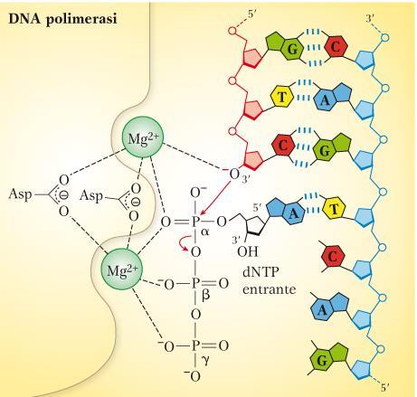 MECCANISMO D AZIONE DELLA DNA POLIMERASI Nelson & Cox
