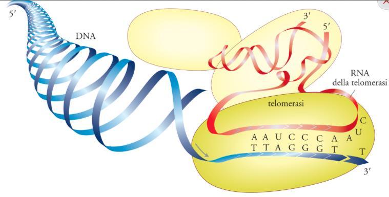 Telomerasi Le telomerasi