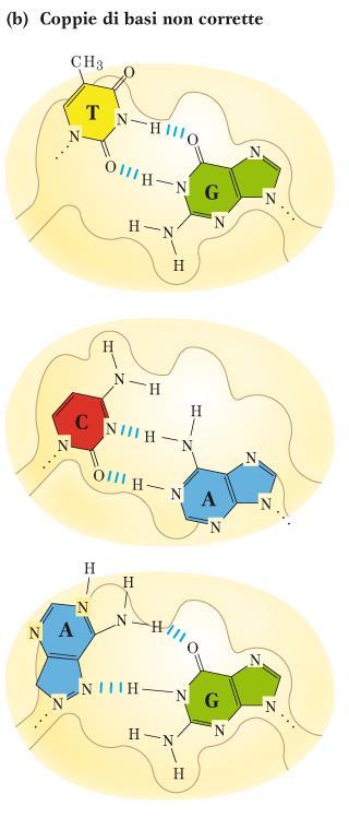 standard hanno una geometria simile che si adatta al sito catalitico della polimerasi Le coppie sbagliate