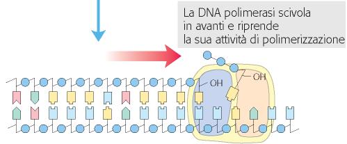 Biochimica di