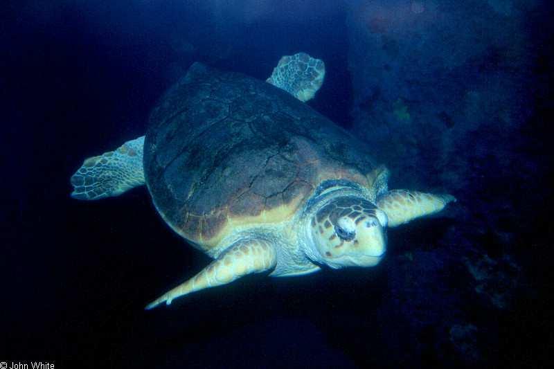 Tartaruga comune (Caretta