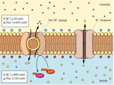 Potenziali di membrana tipici (~-60-90 mv) possono essere mantenuti, oltre che a causa della presenza di ioni non permeanti, anche attraverso il pompaggio attivo di ioni permeanti che continuamente