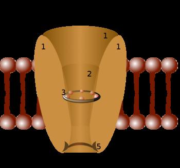 Canali ionici, canali di membrana I canali di membrana (di cui i canali ionici sono una sottoclasse) sono una vasta famiglia di proteine trans-membrana con il compito di facilitare il passaggio di