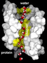 Acquaporine: specifiche porine per l acqua, regolano la