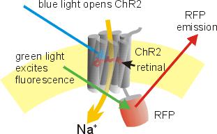 Sensibili alla luce: apertura-chiusura regolata da assorbimento di fotoni Sono della famiglia delle opsine, come la rodopsina batterica, che però non è un semplice canale, ma una pompa protonica