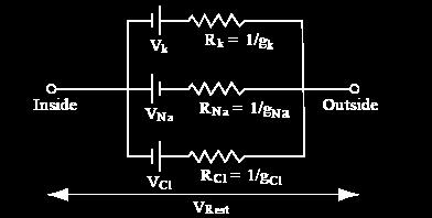 Nel capire quello che succede può venire in aiuto una schematizzazione della membrana come circuito elettrico V rest = E è il potenziale di membrana (a riposo,