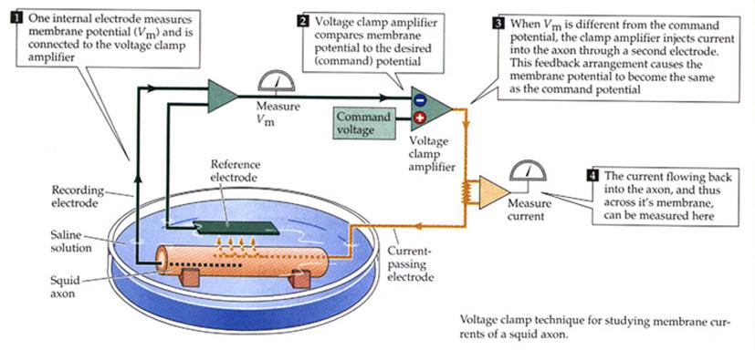 Il potenziale d azione venne studiato da Hodgkin e Huxley con la tecnica del voltage clamp, che consiste nel collegare la cellula