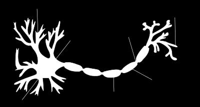 Oppure il segnale può venire trasmesso da un altro neurone adiacente Schema del neurone Dendride Soma Nodo di Ranvier Terminale dell assone Assone Nucleo mielina Cellula di Schwann Lungo l